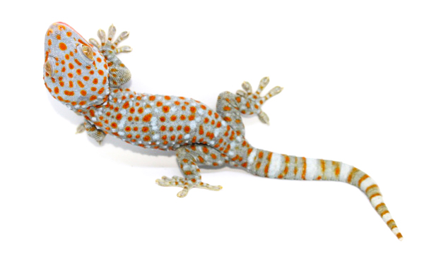 geckotokay4
